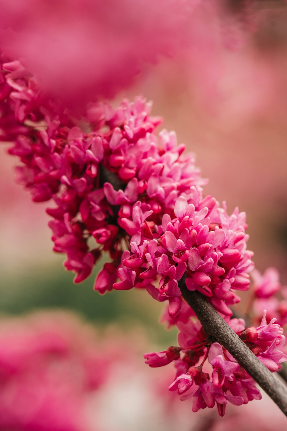 a close up of a pink flower on a branch