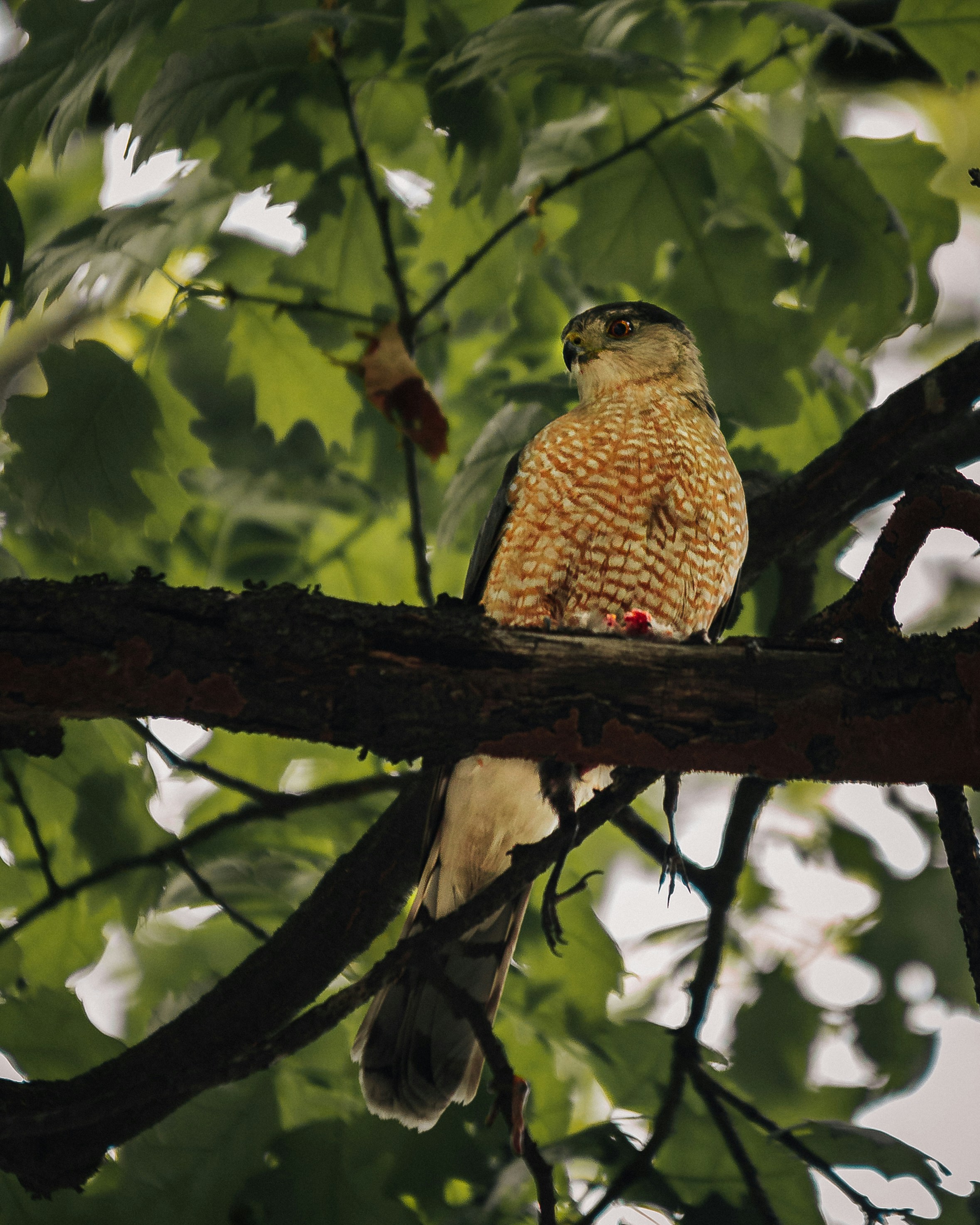 a bird perched on a branch of a tree