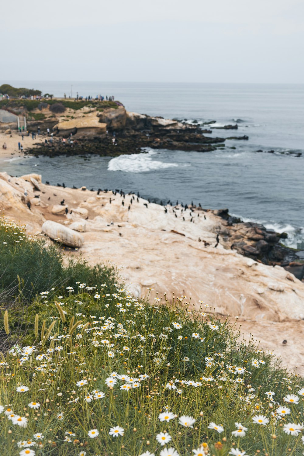 a flock of birds sitting on top of a cliff next to the ocean