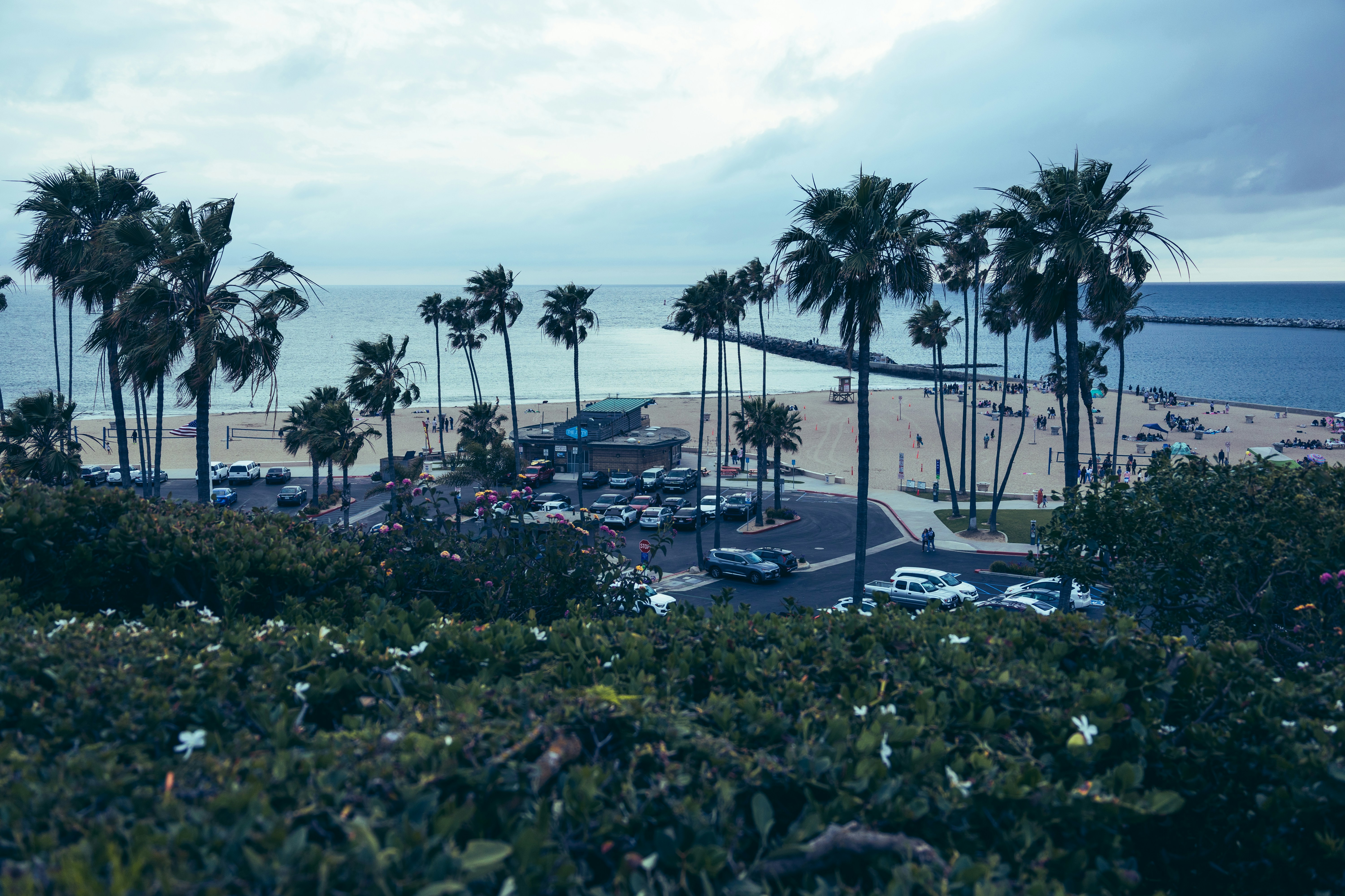 a view of a beach with a lot of palm trees