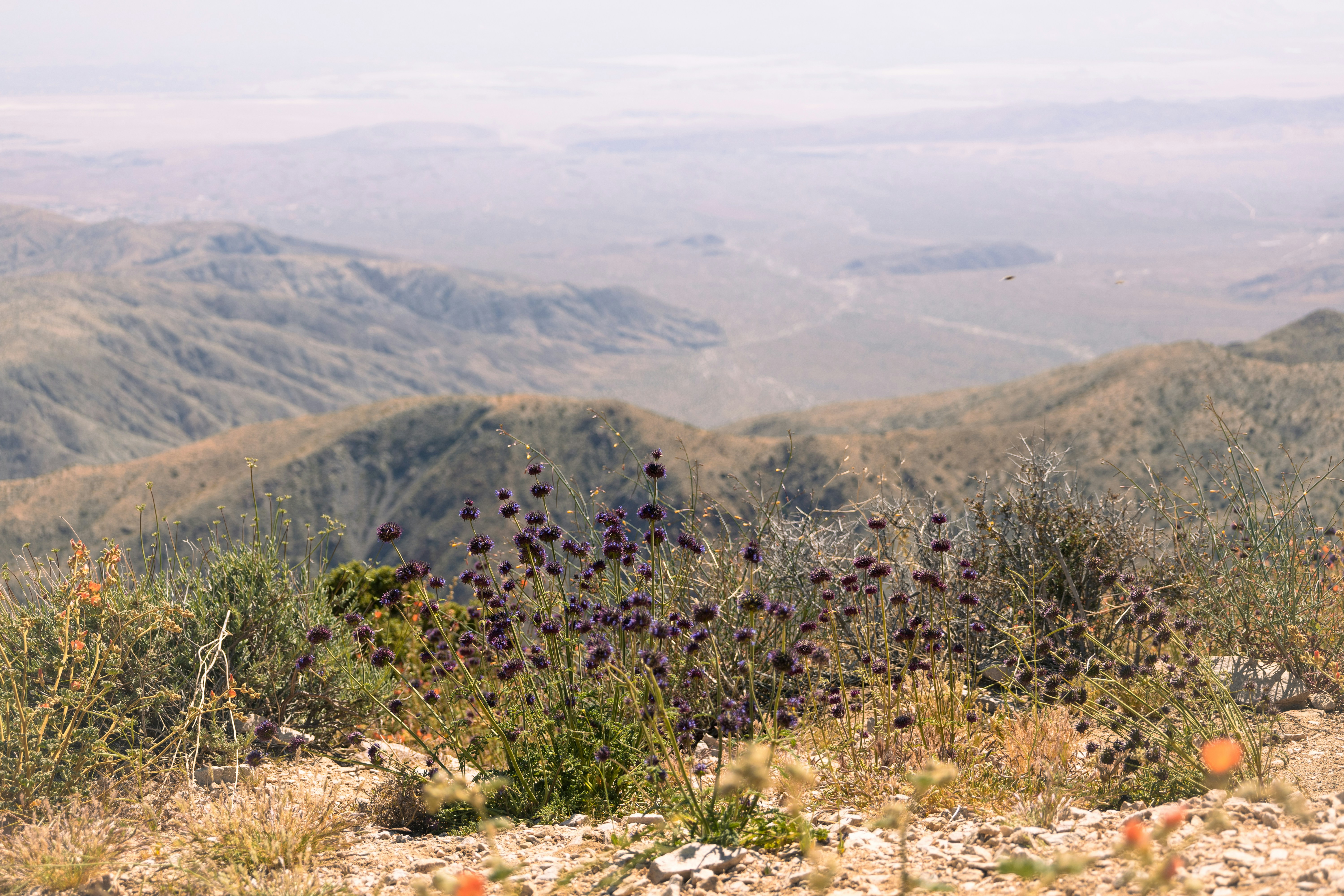 Seed Dispersal Innovations: Spreading Life in Impossible Places (image credits: unsplash)