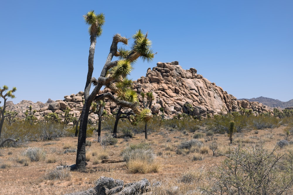 a joshua tree in the desert with a mountain in the background