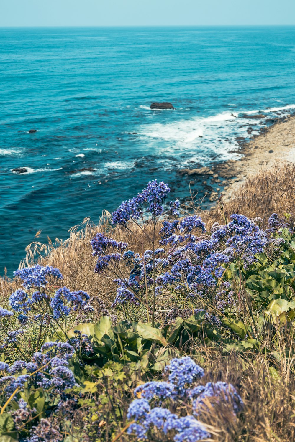 a bunch of flowers that are by the water