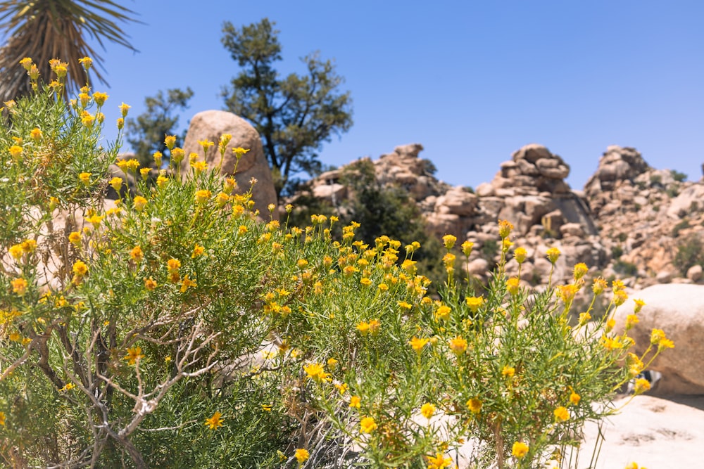 a bush with yellow flowers and rocks in the background