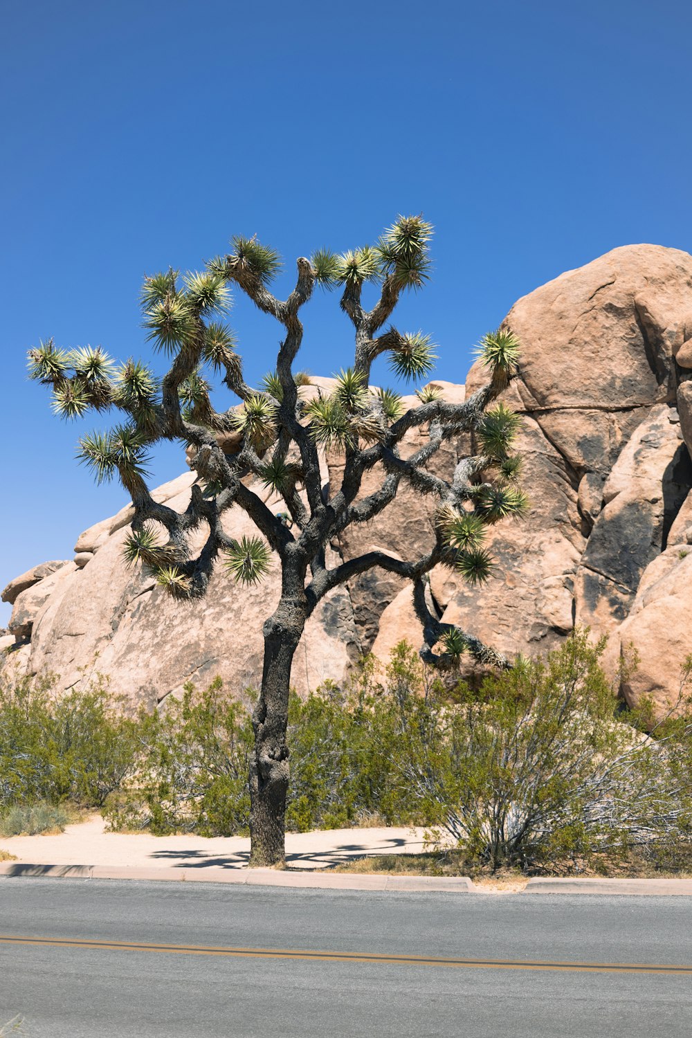 a very tall cactus tree sitting in the middle of a desert