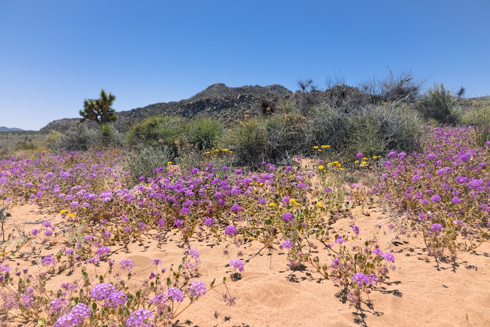 a field of wildflowers in the desert with mountains in the background