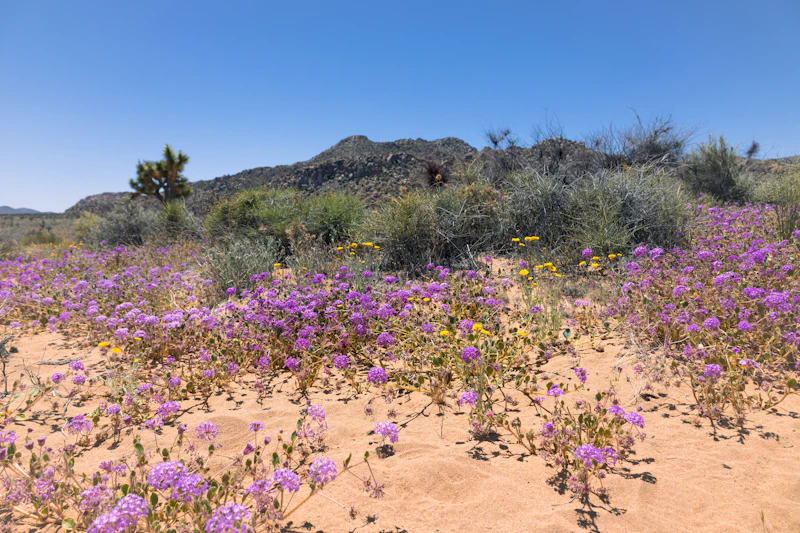 Desert wildflowers blooming in the Coachella Valley