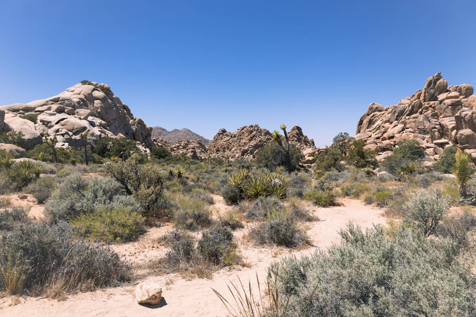 The image depicts a vast desert landscape with towering sand dunes and rocky outcroppings, bathed in sunlight under a clear blue sky. The perspective is from ground level, looking up at the majestic mountains that form part of the backdrop. In the foreground, there are small shrubs and bushes scattered across the terrain, adding a touch of green to the otherwise barren landscape.