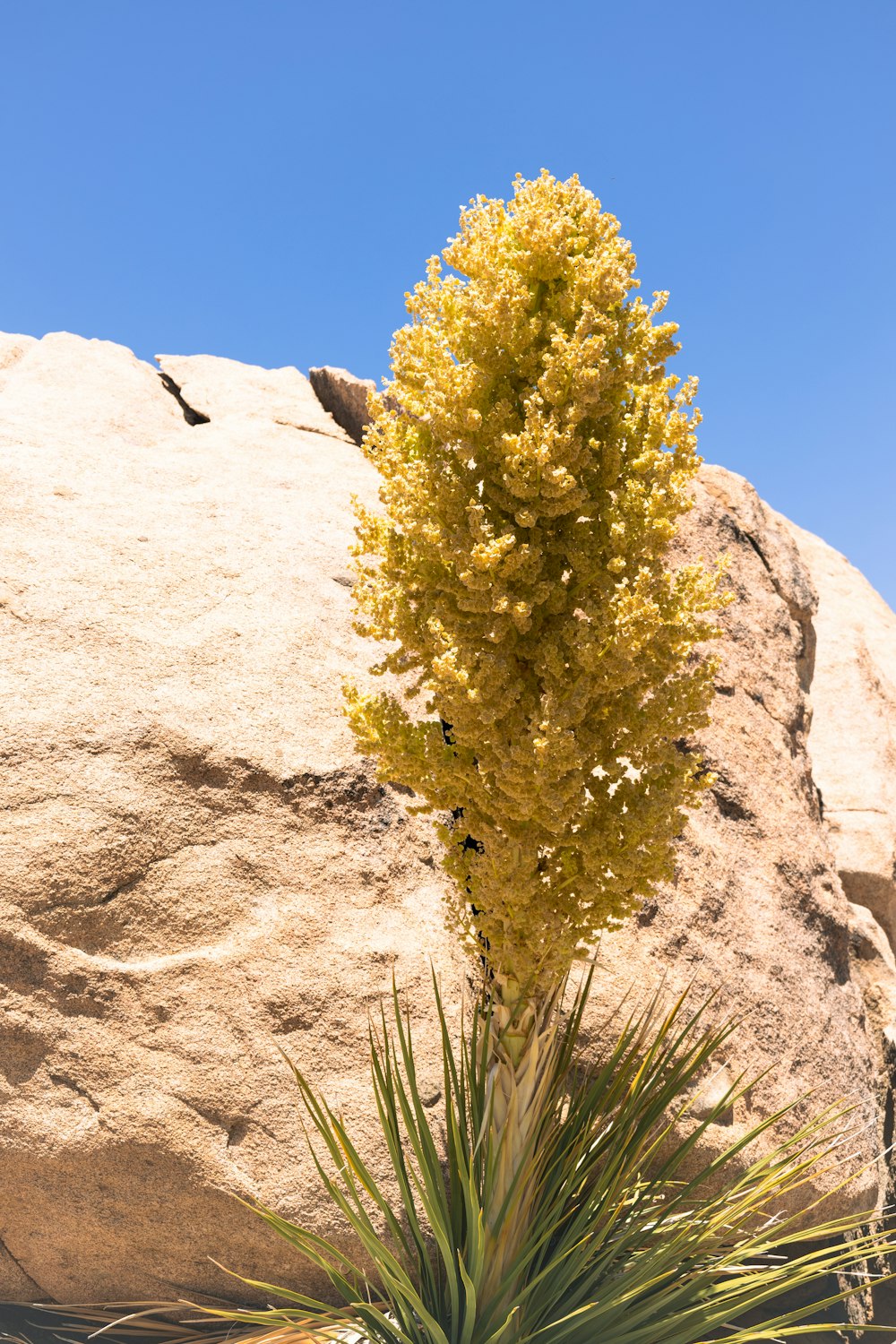 a small yellow plant in front of a large rock