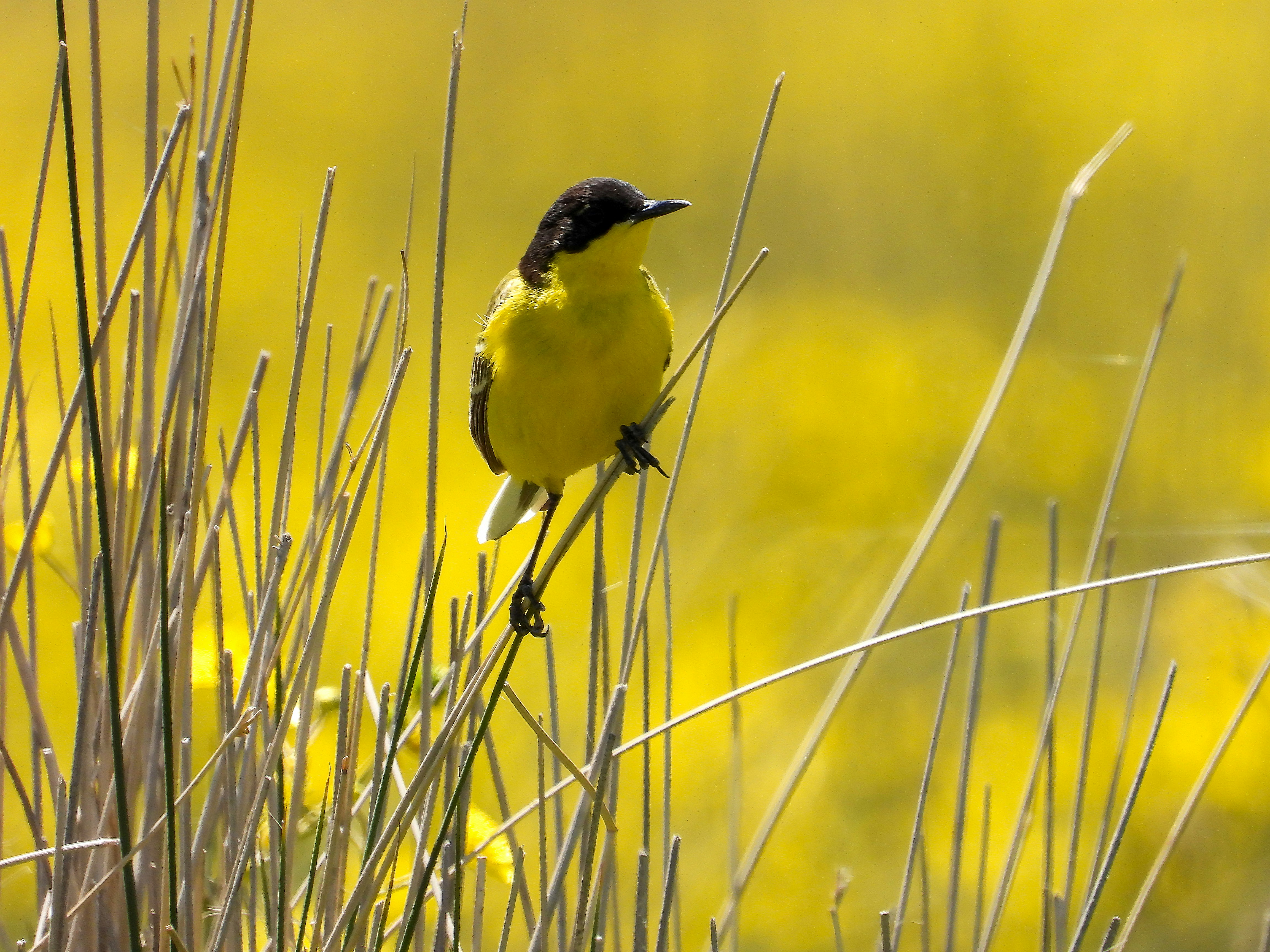 Photo by aliarjmandi