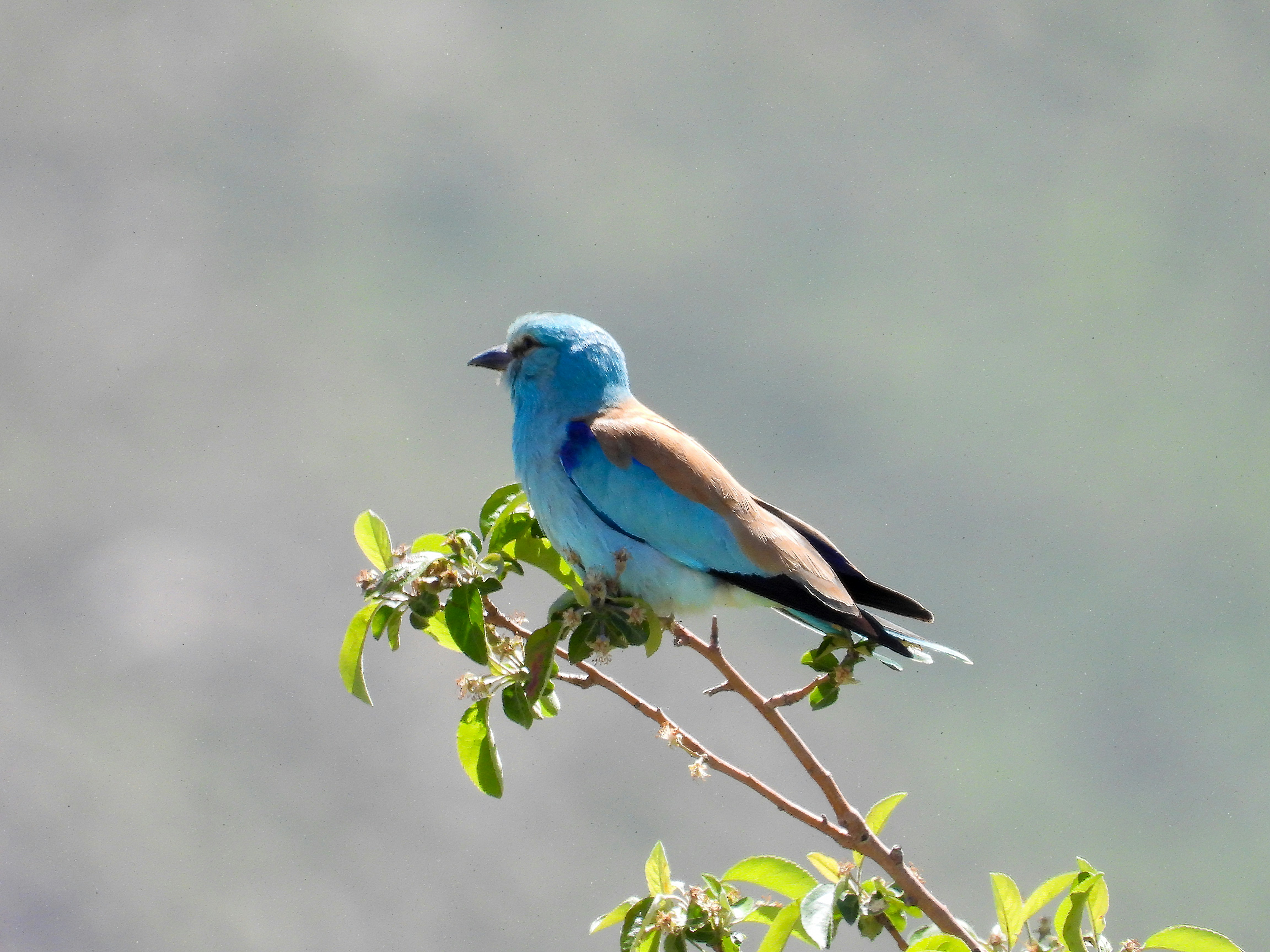 Photo by aliarjmandi