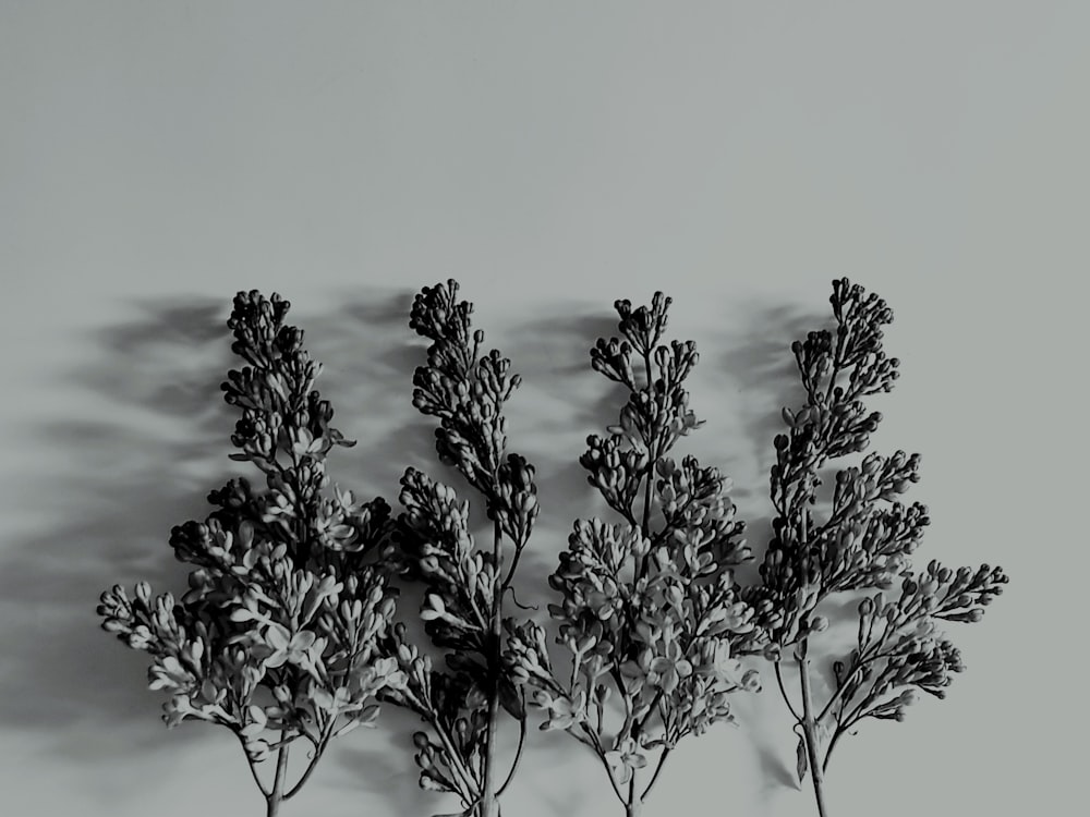 a black and white photo of a bunch of plants