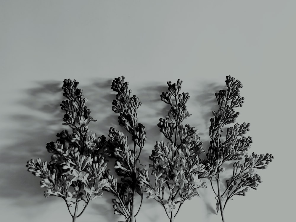 una foto in bianco e nero di un mazzo di piante