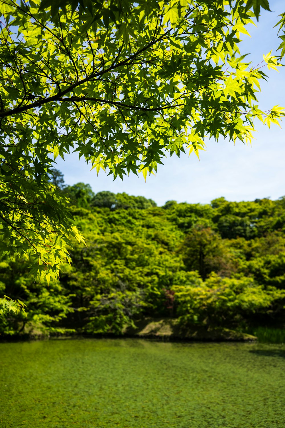 a body of water surrounded by lush green trees