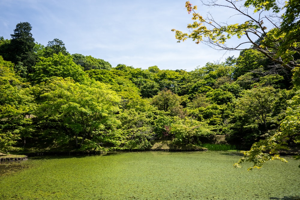 a green pond surrounded by lots of trees