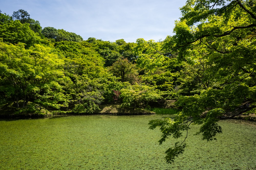 a green pond surrounded by lots of trees