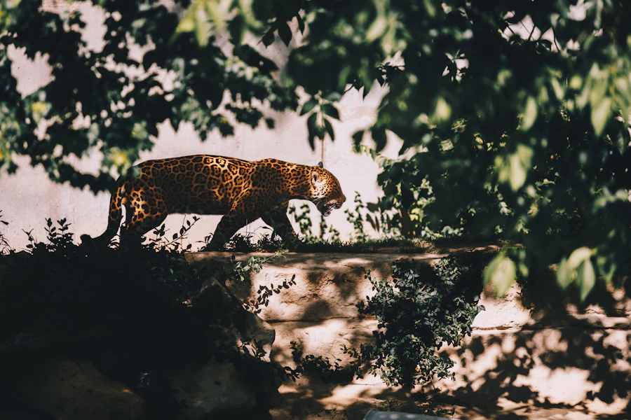Leopard in green forest