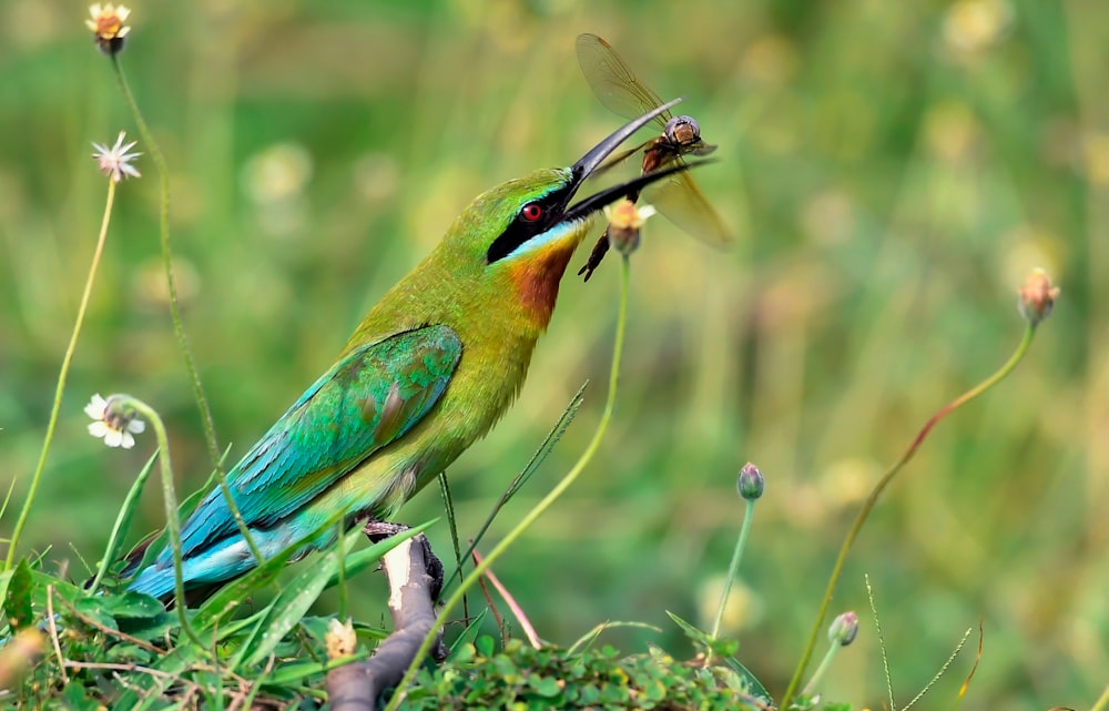 a green bird with a bug in its mouth