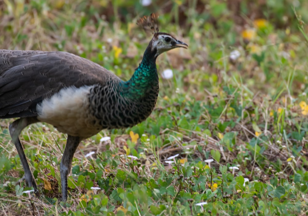 a bird standing in a field of grass and flowers