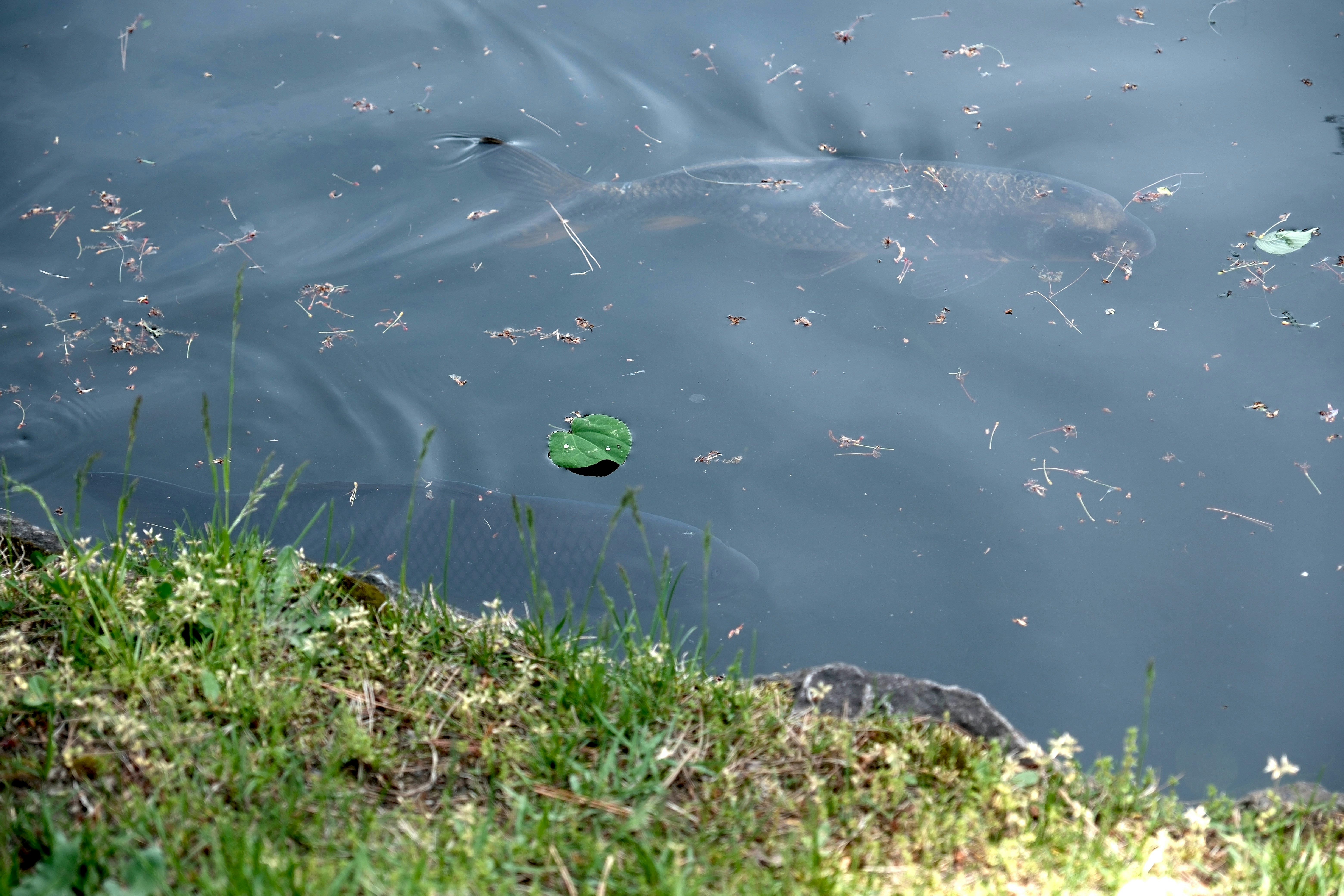 Photo by seiya_maeda