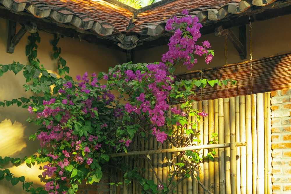 purple flowers growing on the side of a building