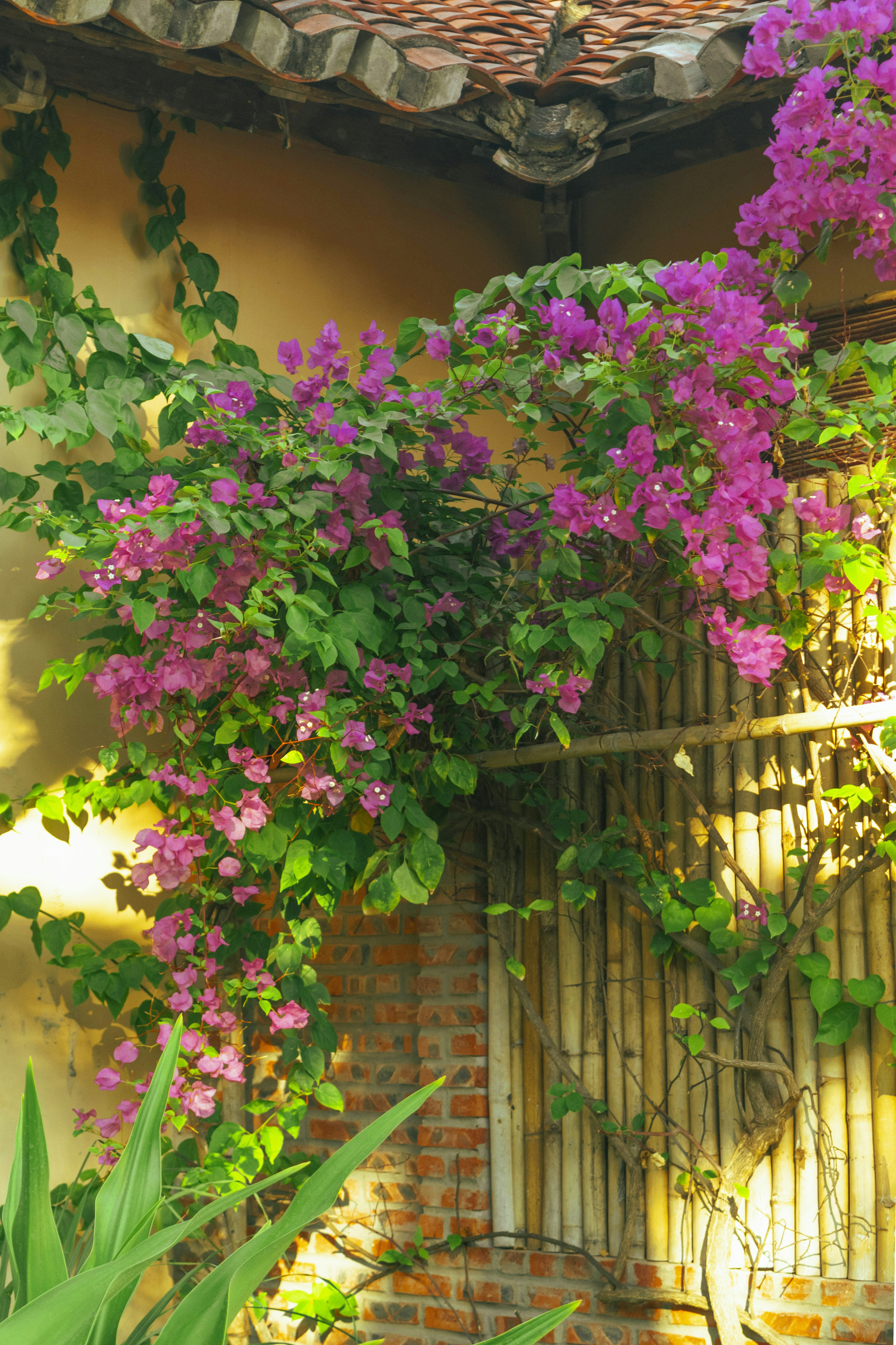 Photo by hoanganh_dreamplanie