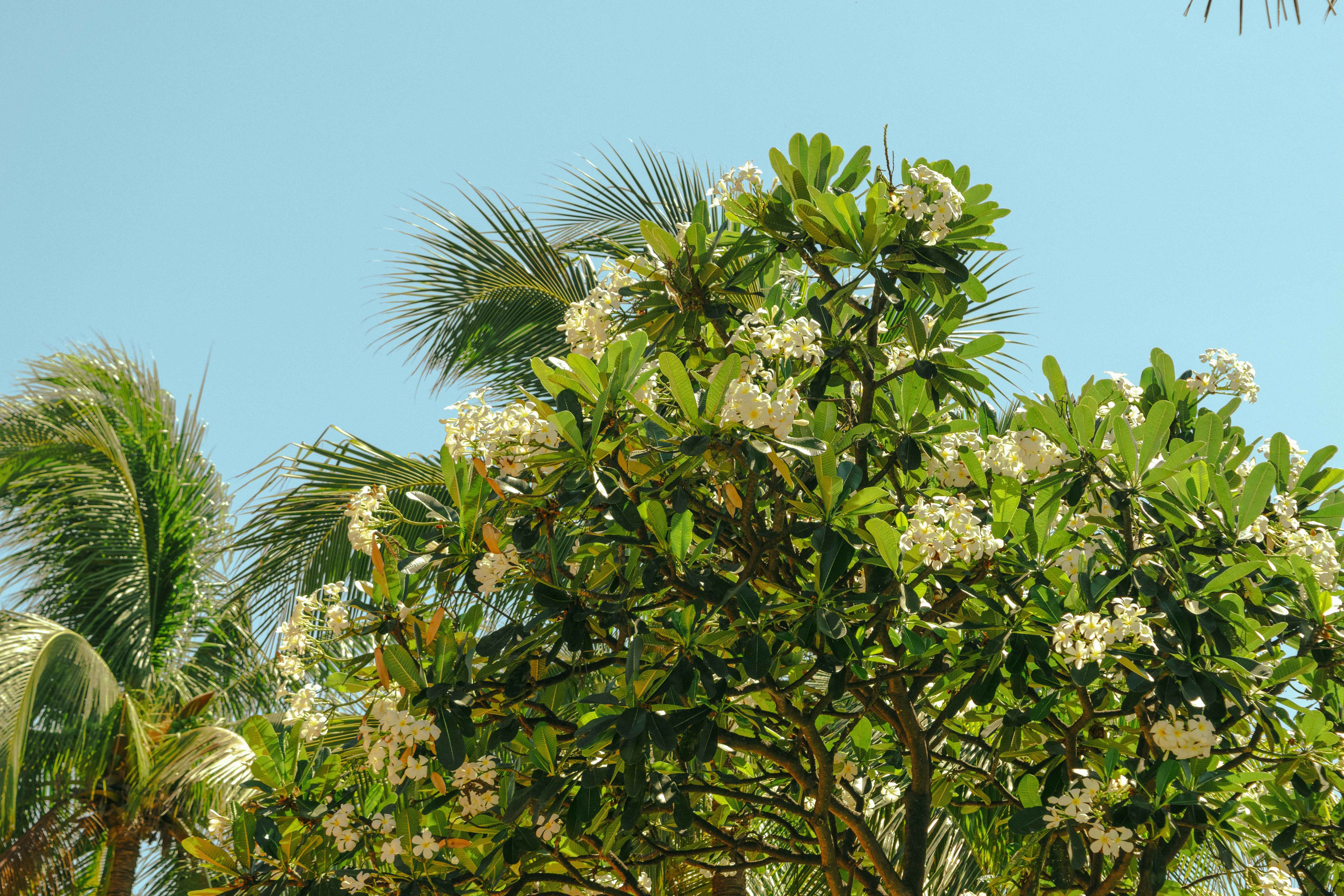 Photo by hoanganh_dreamplanie