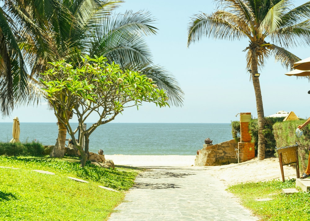 a path leading to the beach with palm trees
