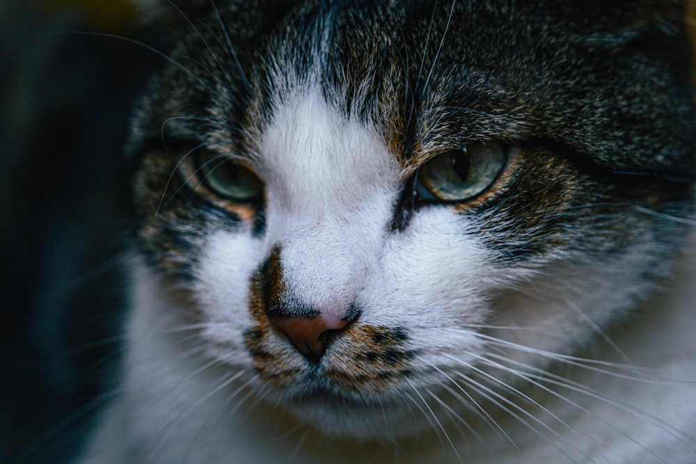 a close up of a cat with green eyes