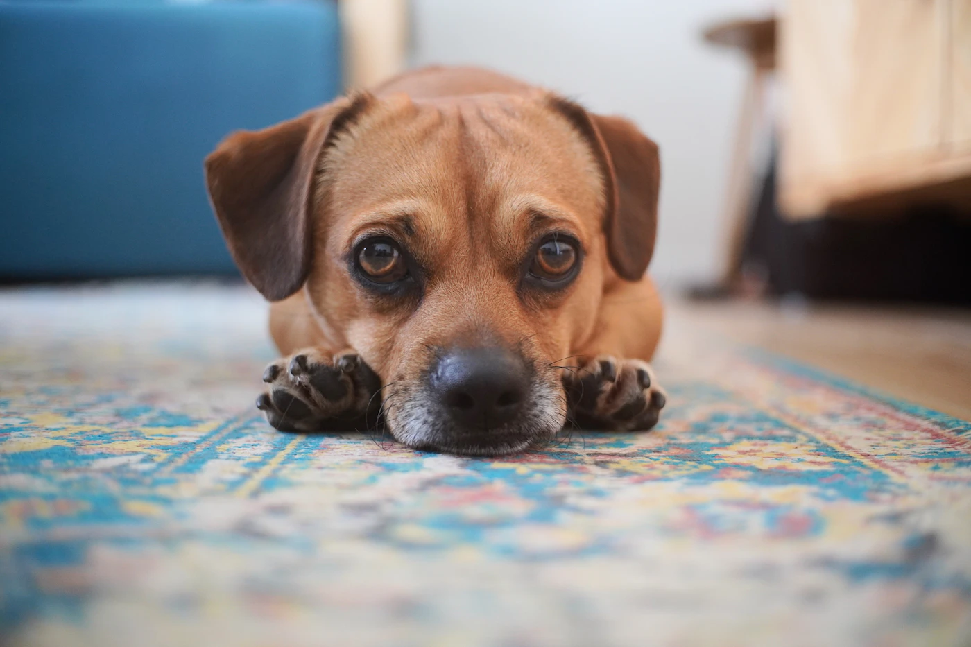 A small brown dog lying calmly with its chin resting on a patterned rug, gazing gently at the camera