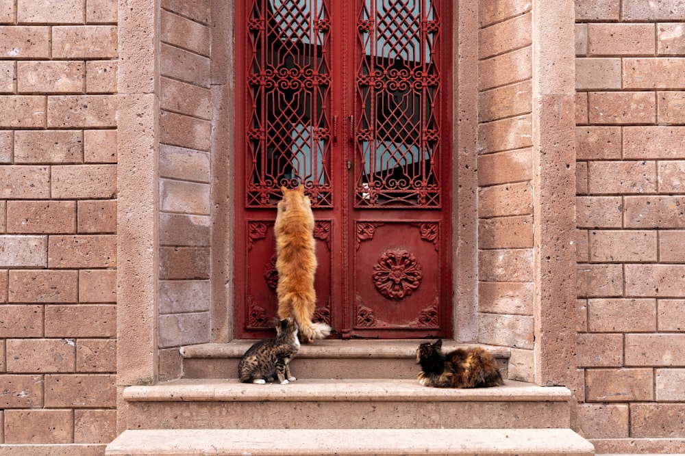 a couple of cats that are standing on some steps