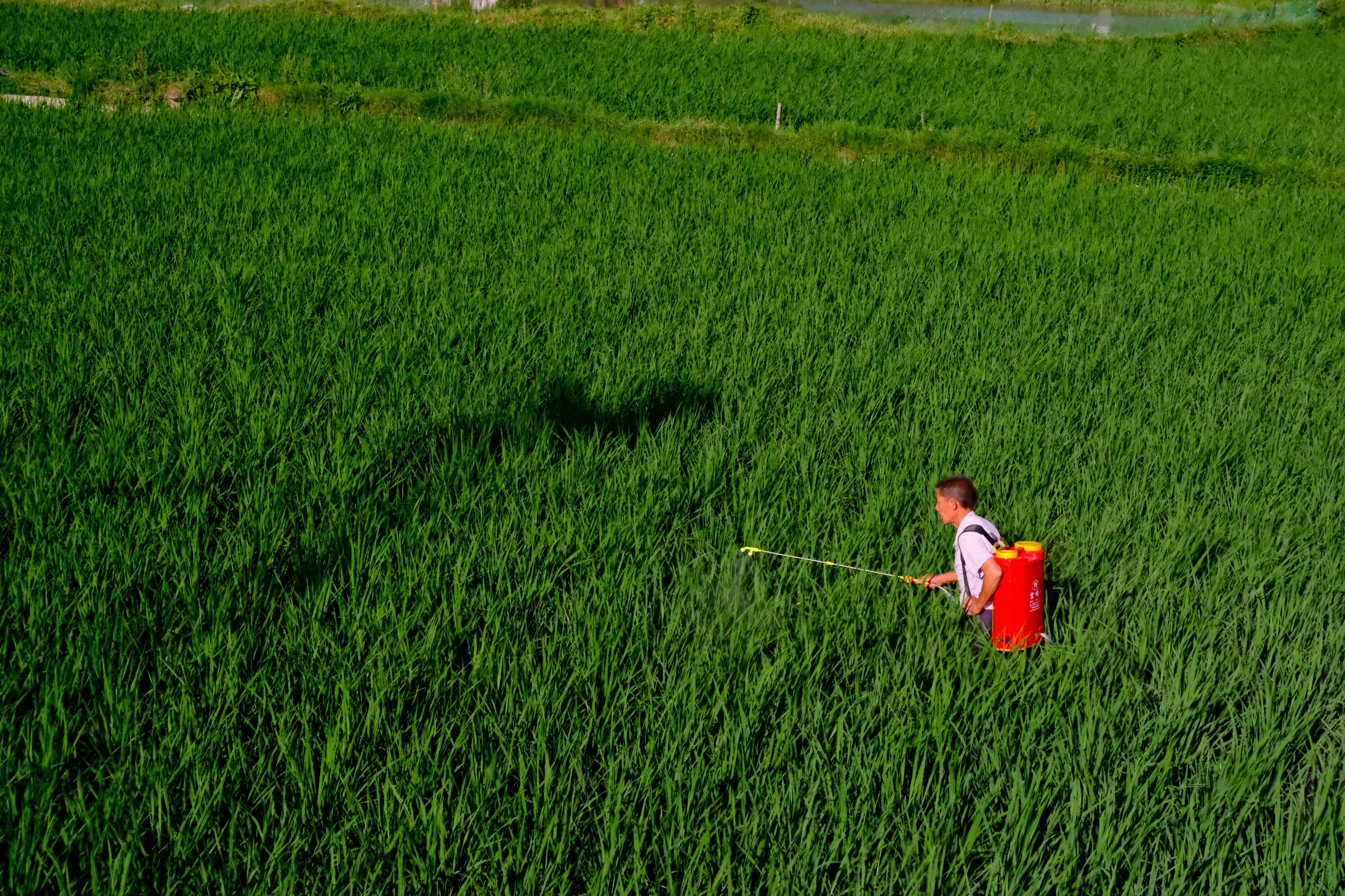 China Shatters Grain Output Record as Nitrogen Use Drops 15%