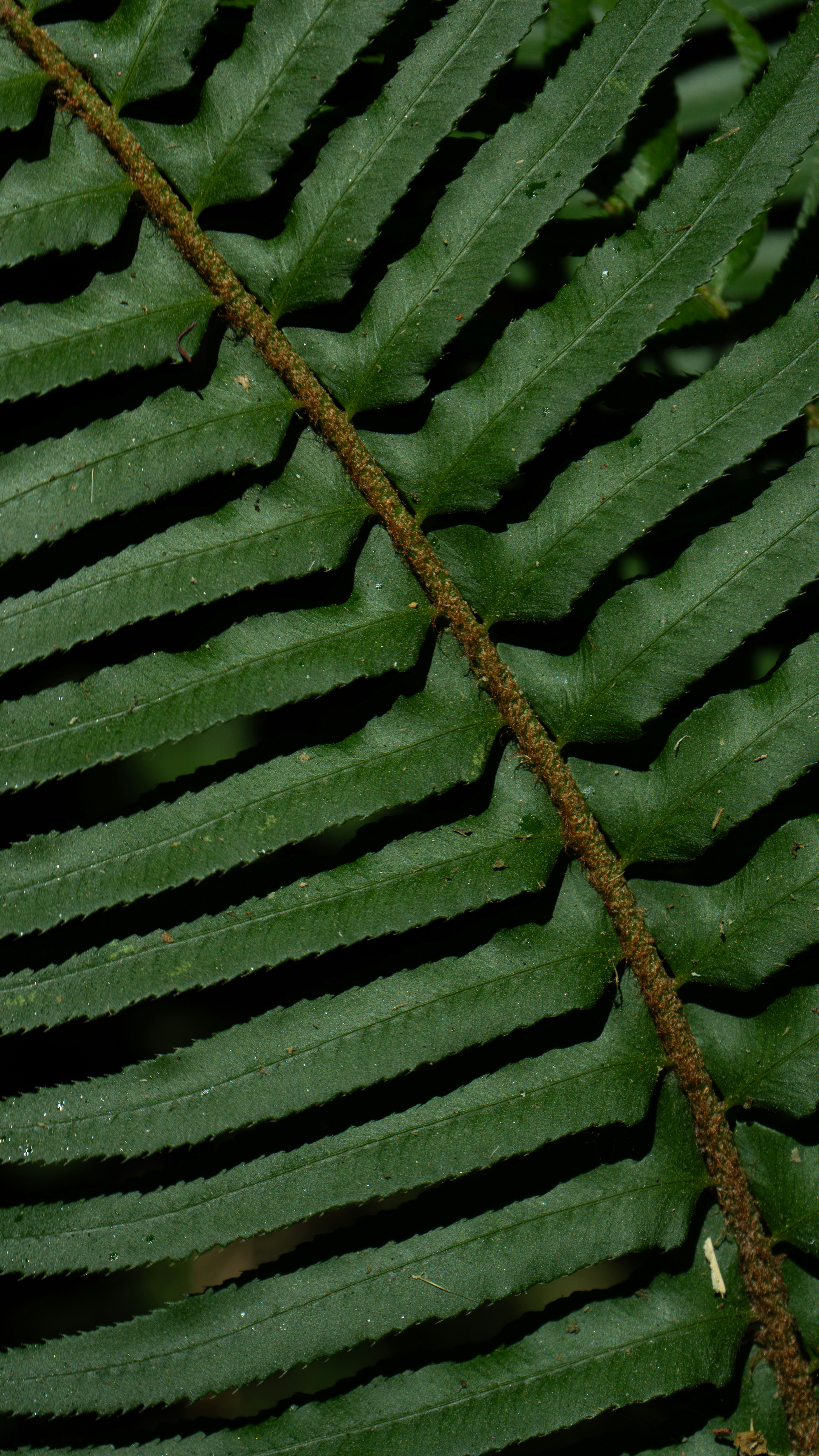 a close up of a large green leaf