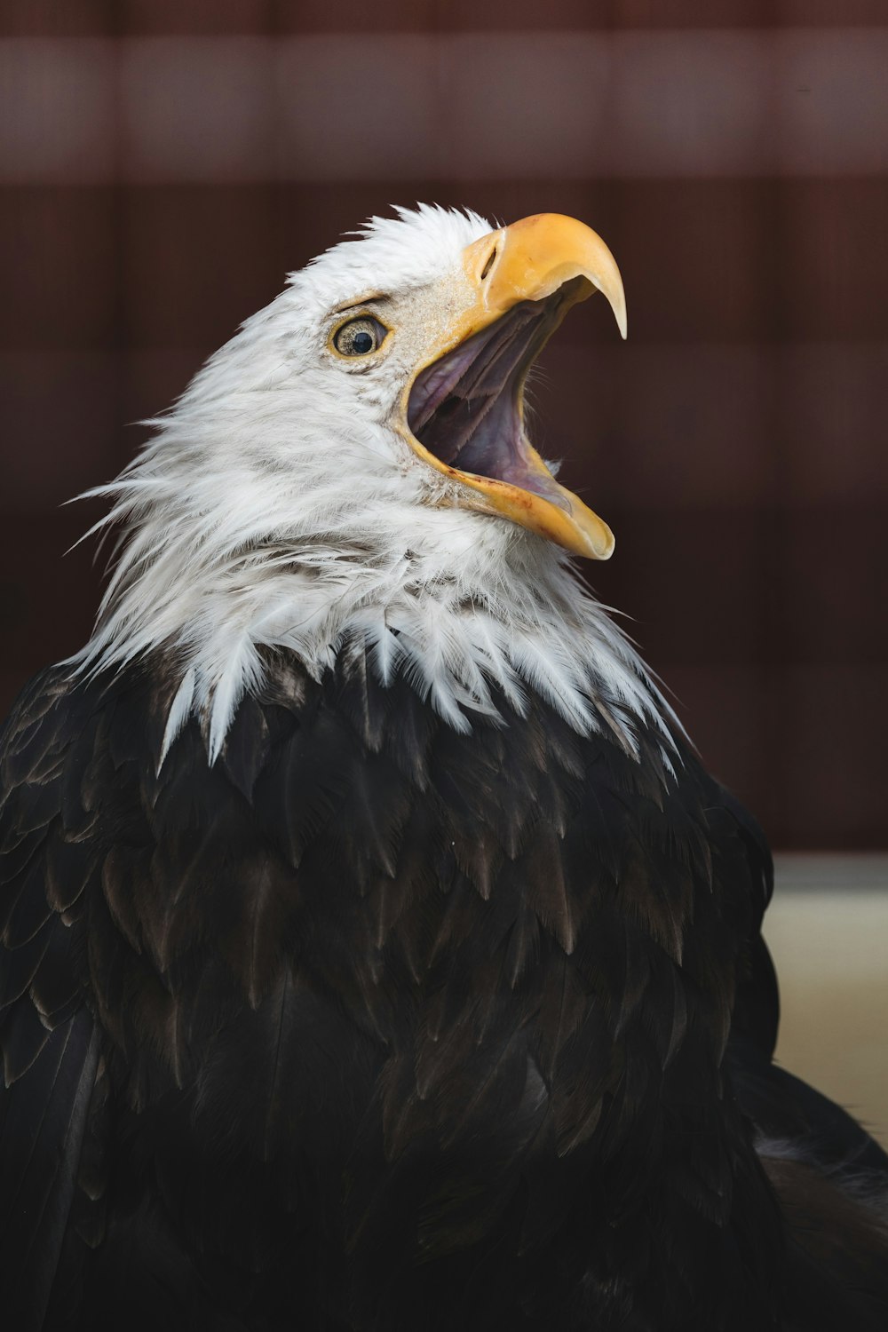 a bald eagle with its mouth open showing teeth