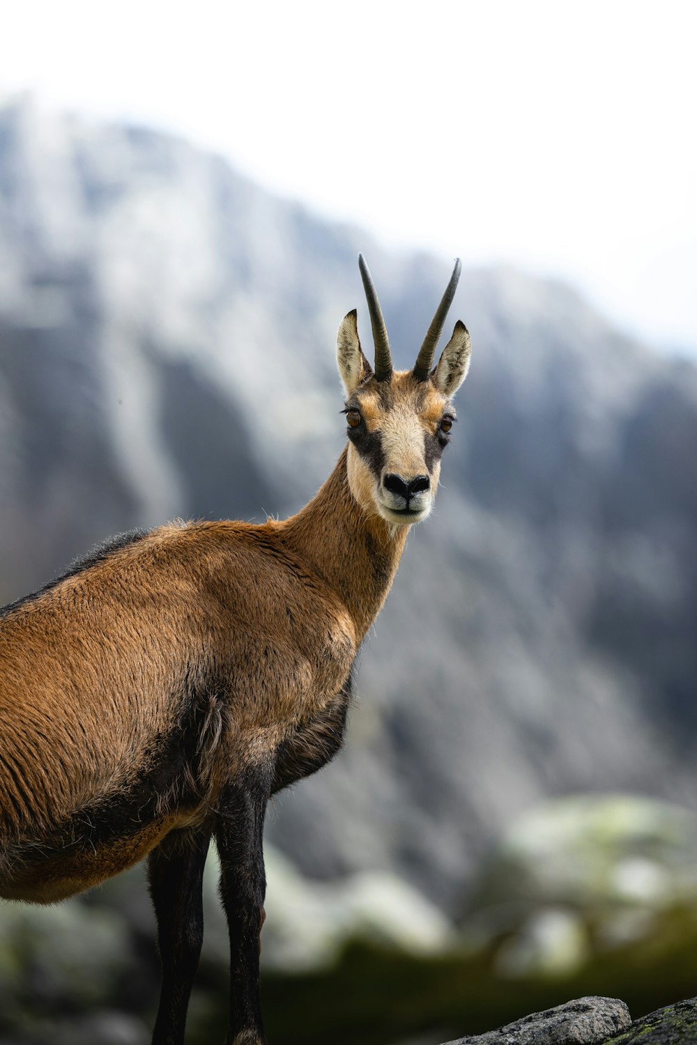 a mountain goat standing on top of a rock