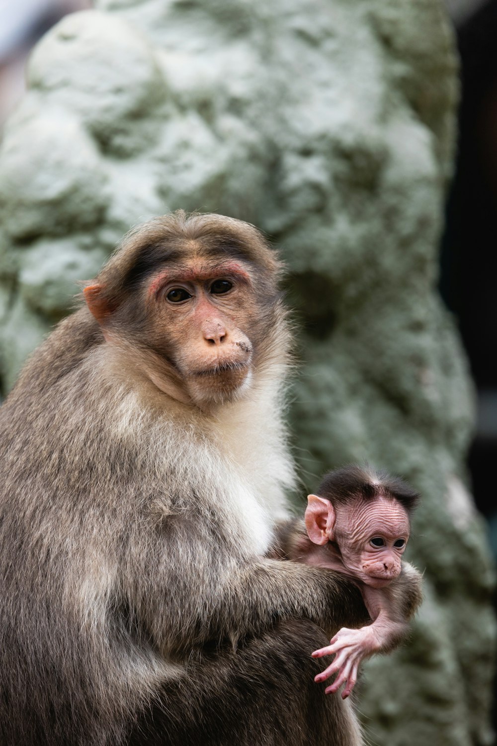 a monkey holding a baby monkey in its arms