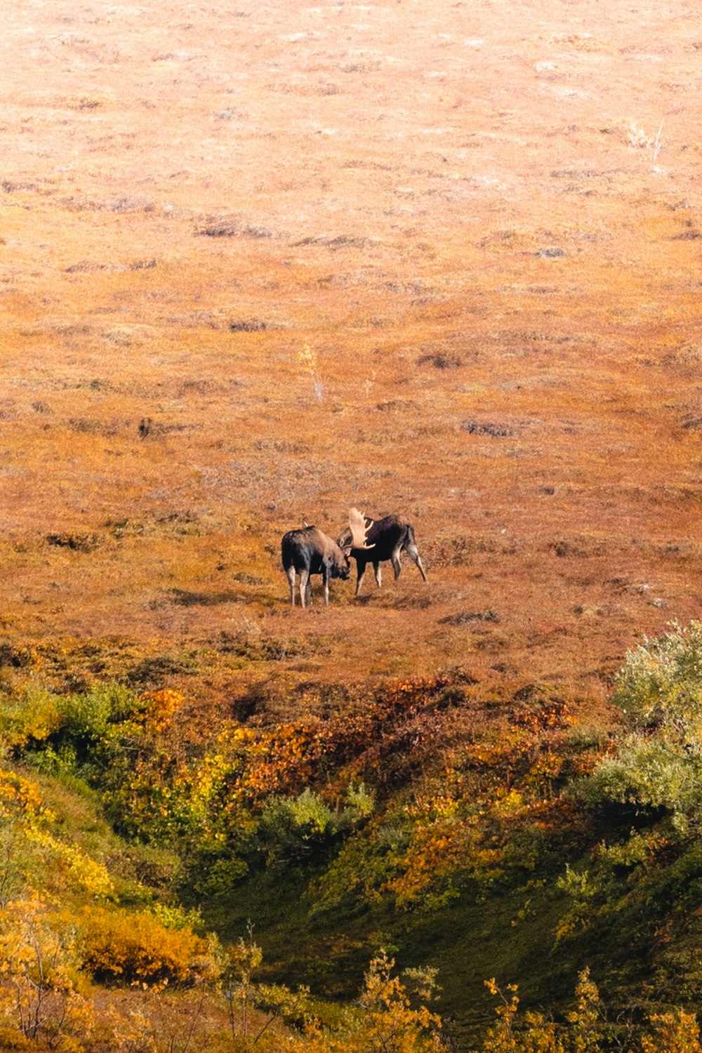 a couple of animals that are standing in the grass