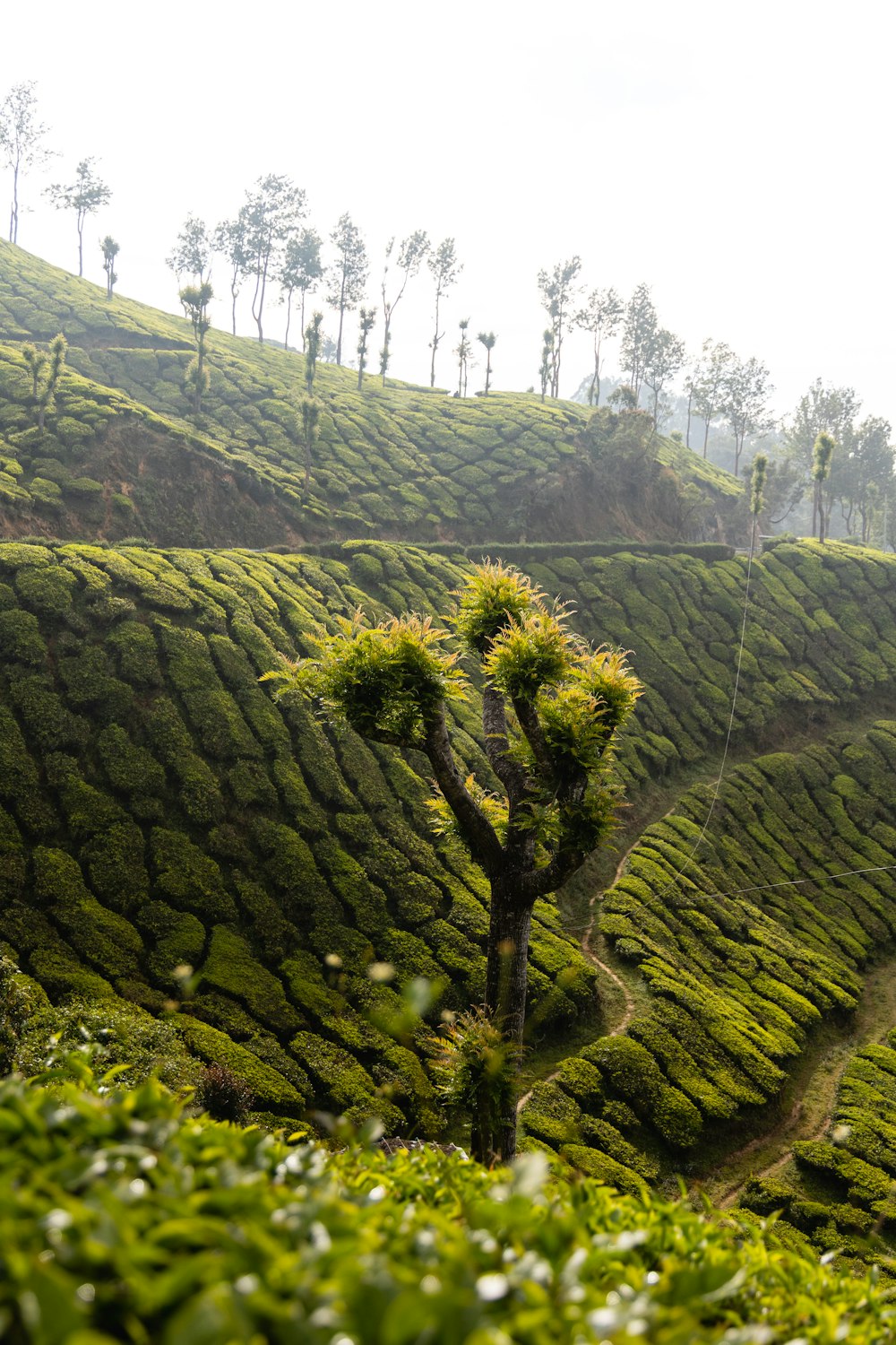 a lone tree in the middle of a tea plantation