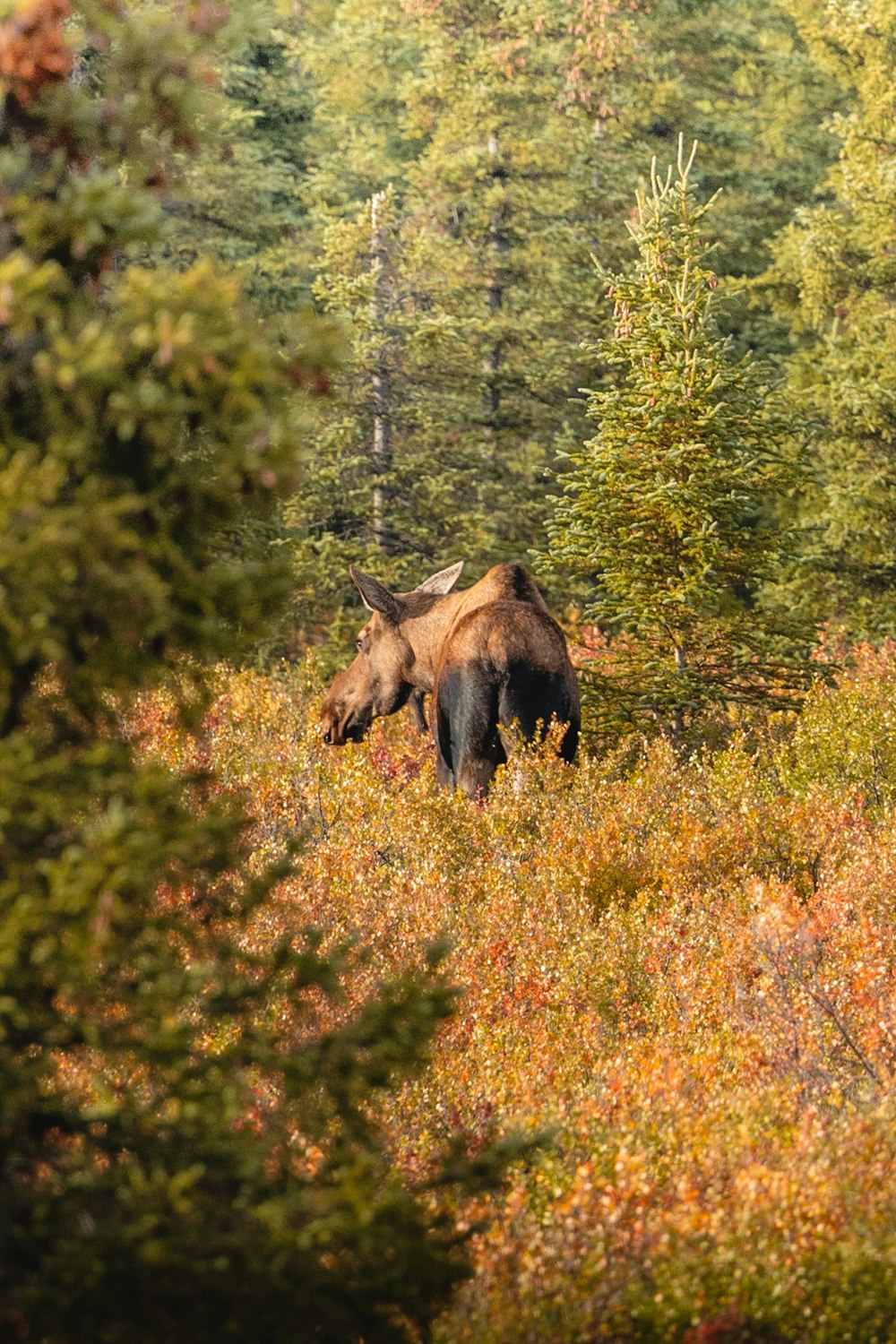 a moose is walking through the woods in the fall