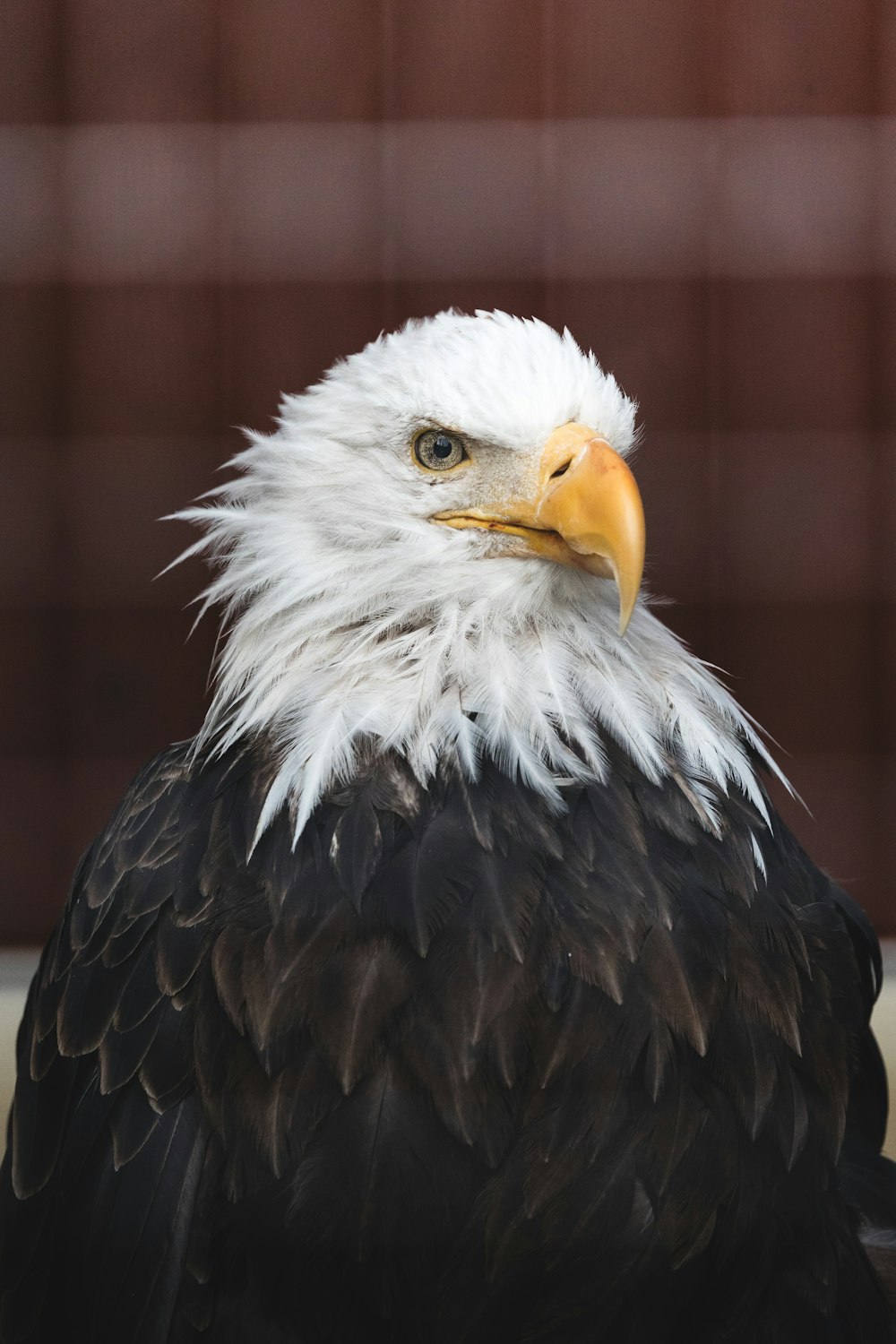 a bald eagle with white and black feathers