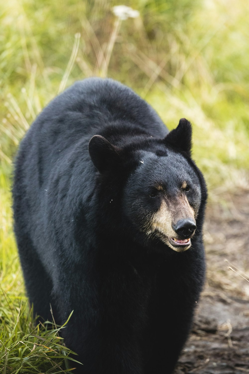 a large black bear walking across a grass covered field