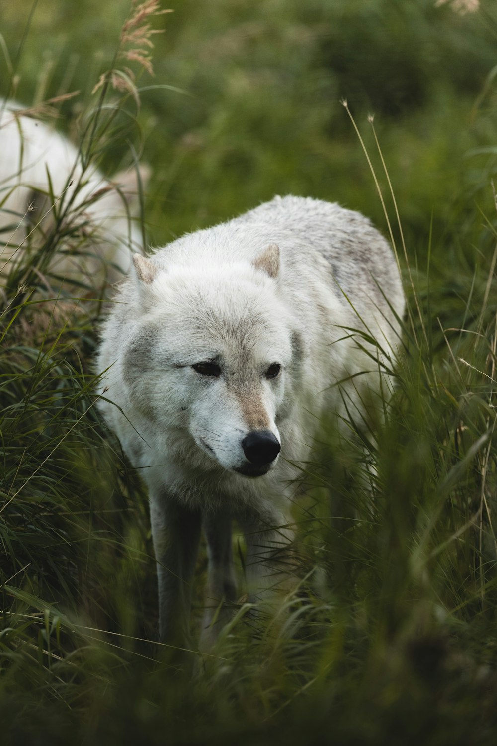 a white wolf standing in tall grass looking at the camera