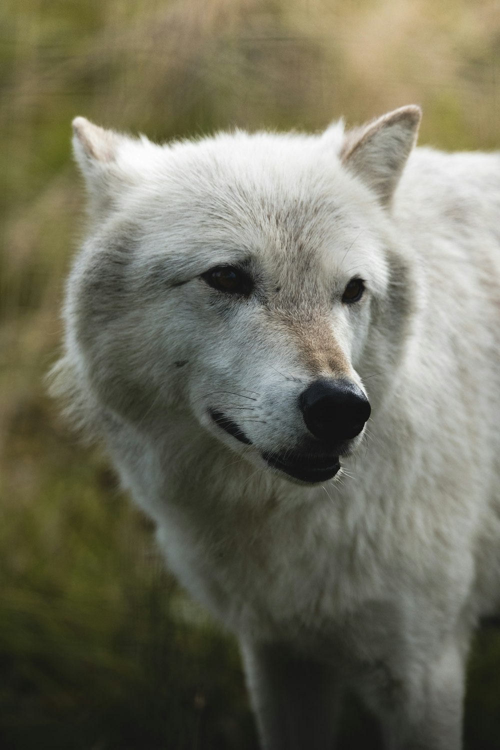a close up of a white wolf with a blurry background
