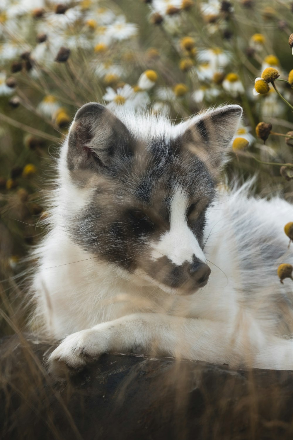 a white and gray dog laying in a field of flowers