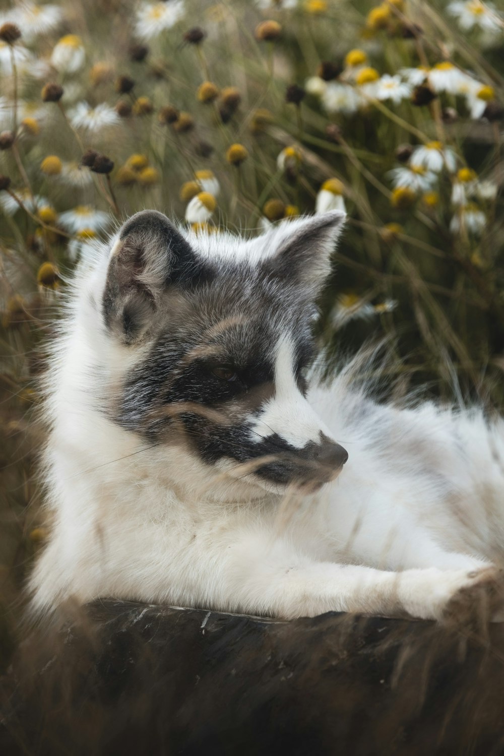 a cat is laying in a field of flowers