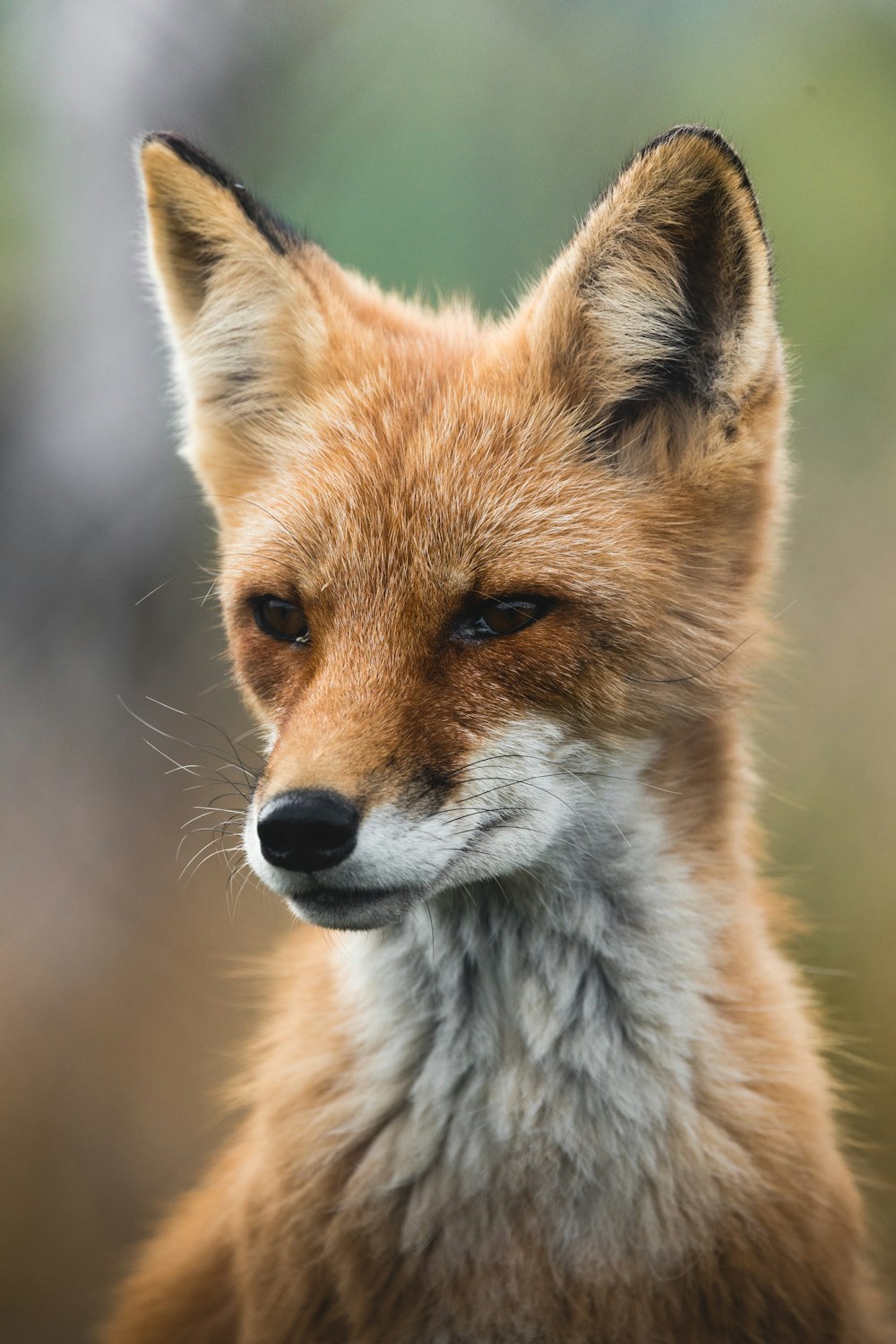 Eine Nahaufnahme eines Fuchsgesichts mit verschwommenem Hintergrund