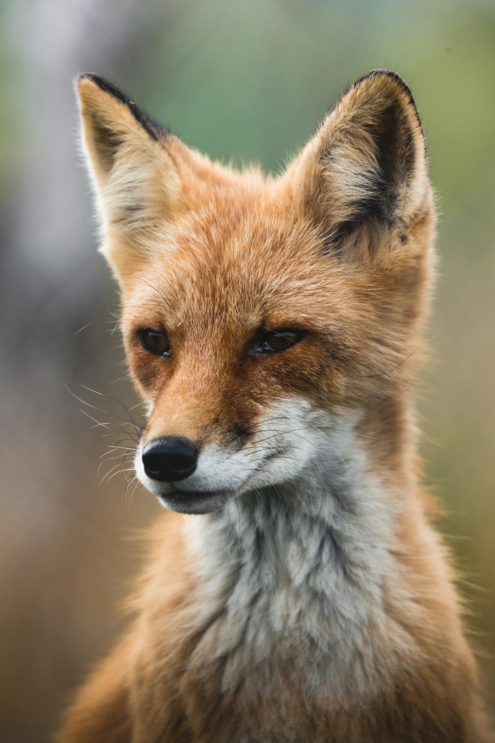 a close up of a fox's face with a blurry background