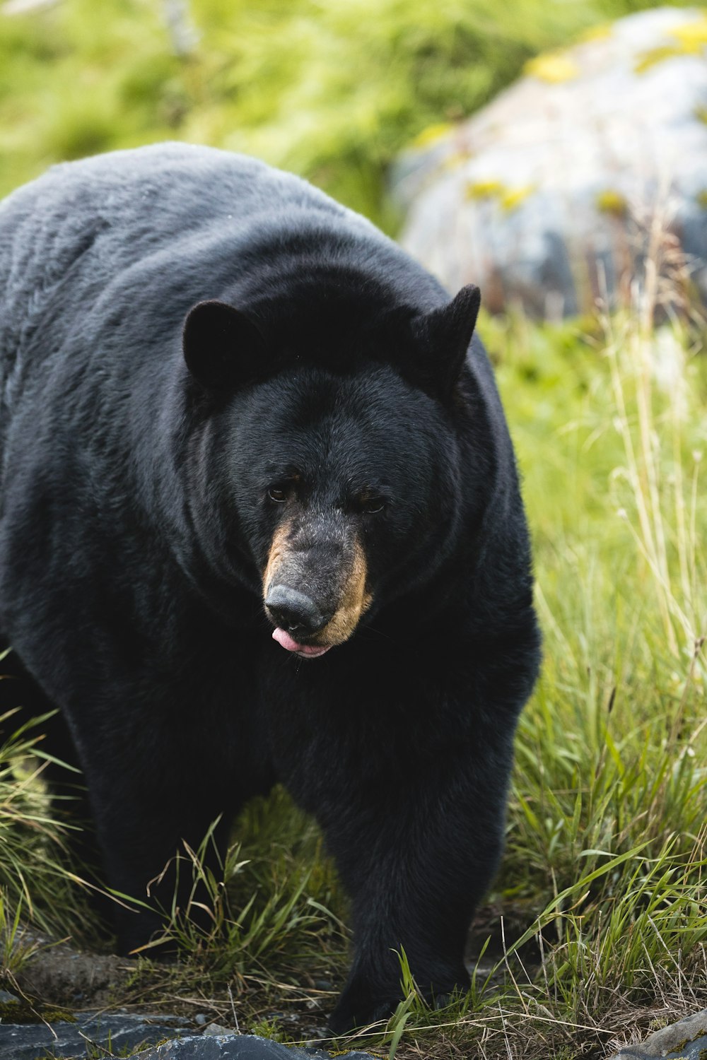 a large black bear walking across a lush green field