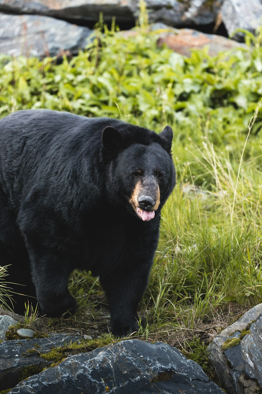 a large black bear standing on top of a grass covered field