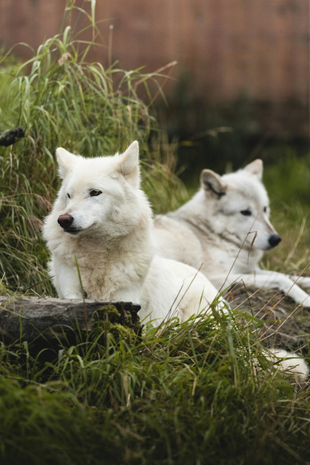 a couple of white dogs laying on top of a lush green field